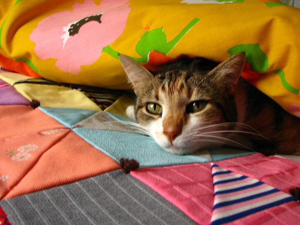 photo of cat on tied quilt